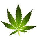 blog logo of Weed Everwhere