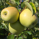 blog logo of Golden Apples of Idunn