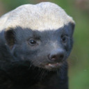 blog logo of The Honey Badger