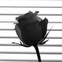 blog logo of an infinity of roses