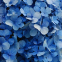 blog logo of Blue,glitter