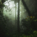 森の中の霧