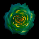 blog logo of green rosetta