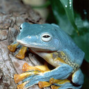 blog logo of Extreme Frog