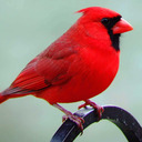 blog logo of Red Bird