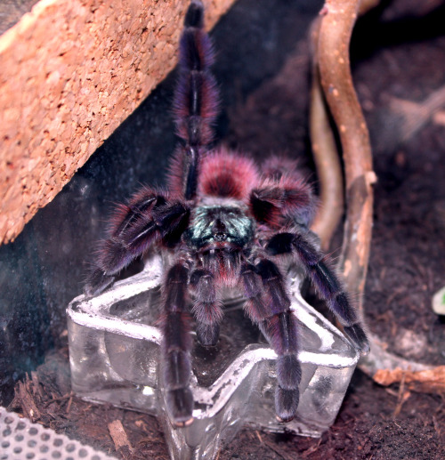 tarantuling - if you know someone who’s scared of spiders and...