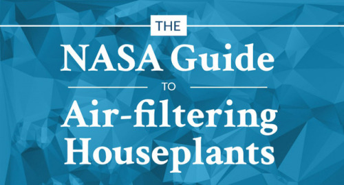 solarpunks - NASA Has Compiled a List of the Best Air-Cleaning...