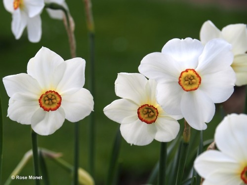 rosemonetphotos - Narcissus poeticus (Amaryllidacées)    ...