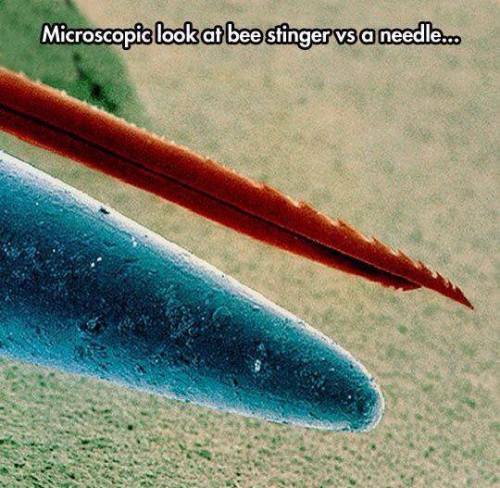 A bee sting next to a sewing needle, under a scanning electron microscope.
Image by Rustrobot, via Imgur.