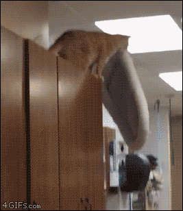 Кот в офисе