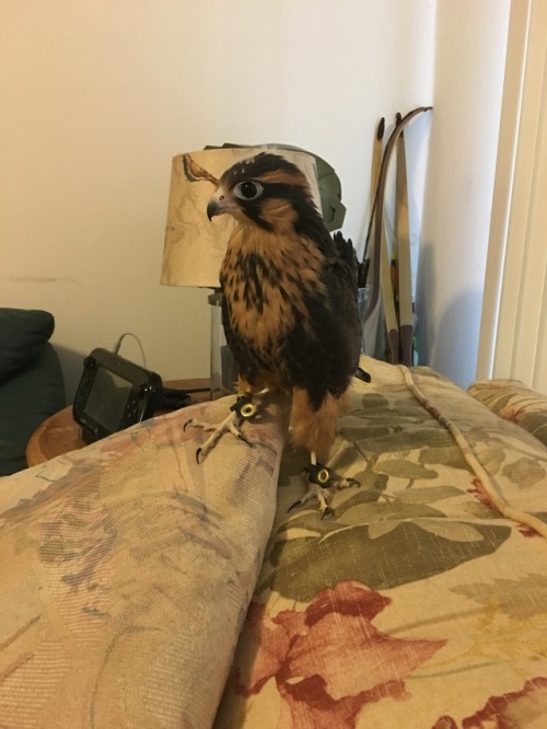 hawk-feathers - Here he is, in all his cute.
