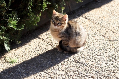 felicitysmoakq - i saw this beautiful cat in the street and i...