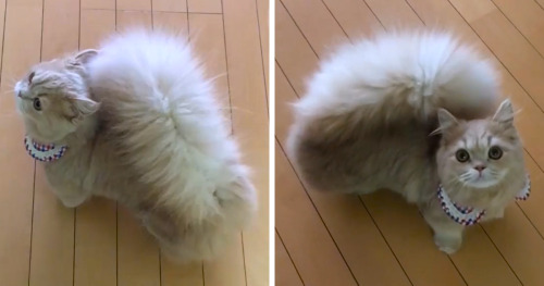 kaijuno:kaijuno:Cats with fluffy tails reblog if you agree UgH I just love cats with fluffy...