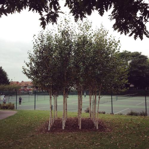 elaine4queen:A stand of silver birch. #trees (at St. Ann’s Well...