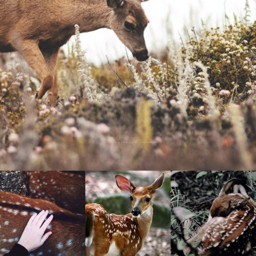 They called her the Gentle Doe.  From the brown hair to the...