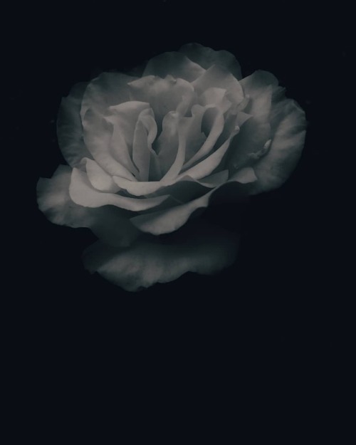 Alone In The Light#rose #blackandwhite #arose #snapseedapp