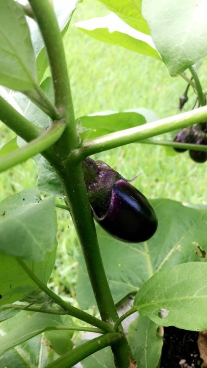 suedesatan - eggplants are growing.