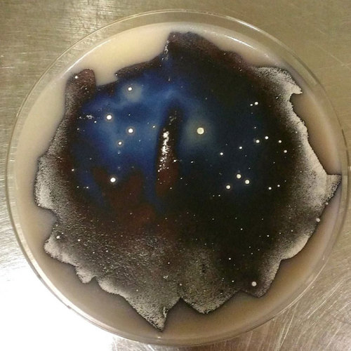 asylum-art-2 - Microbiologists Create ‘Starry Night’ And Other...