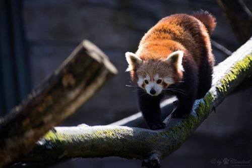 Look who’s coming. PC - #RedPanda by Cloudtail the Snow...