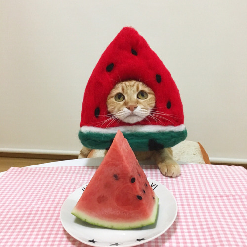 cutelittleanimalsthings - I’m watermelon..