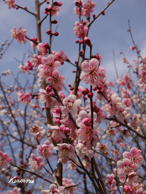 kerovous:Own picture : # 35,  Prunus mume,  February  2018