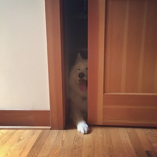 skookumthesamoyed - Sweet boy hiding from fireworks in the pantry