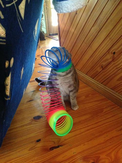 the-absolute-best-gifs - Cats Stuck in Things