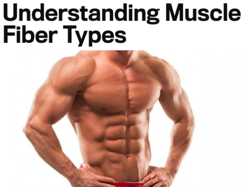 fiti-vation - Further readings - Understanding Muscle Fiber...