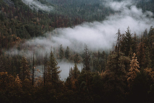 jasonincalifornia:That Yosemite Valley mistInstagram–Society6