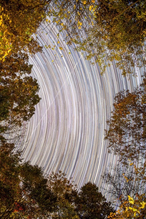 photos-of-space - Star Trails through a couple of trees in a...