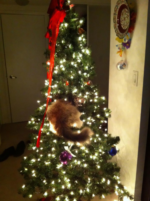 a-spoon-is-born - awesome-picz - Cats Helping Decorate Christmas...