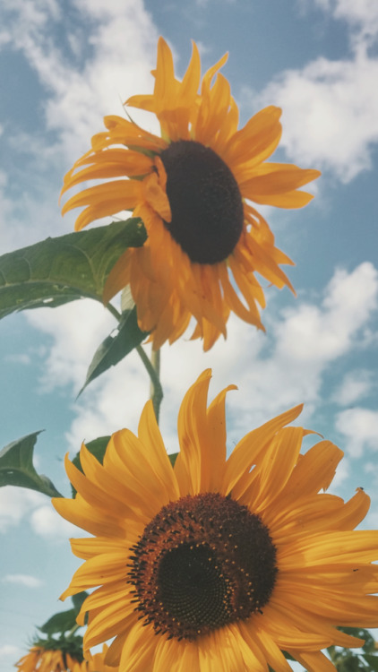 sunflower wallpaper | Tumblr