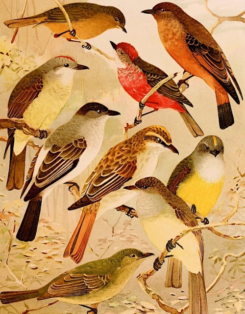 clawmarks - Album de aves amazonicas - Emil August Göldi - 1900 -...