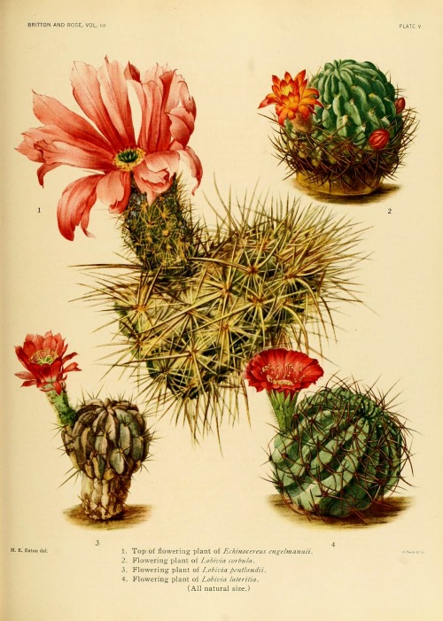 wapiti3 - The Cactaceae - descriptions and illustrations of...