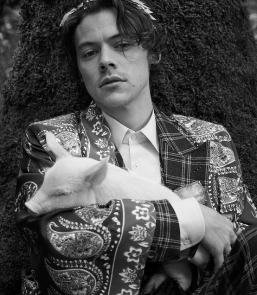 lhovemeplease - Harry for Gucci