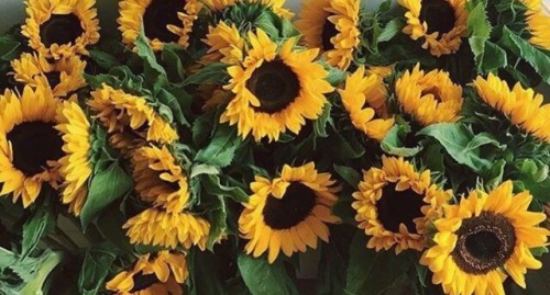 sunflower theme | Tumblr