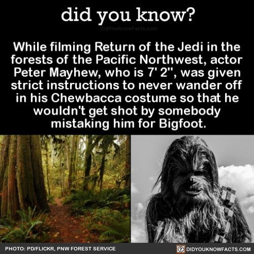 while-filming-return-of-the-jedi-in-the-forests-of