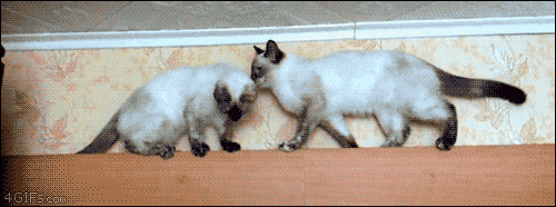 4gifs:
“Cats find a way. [video]
”