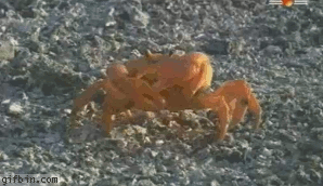 homicake - moonlandingwasfaked - homicake - lmao crabs…. they just go snipthats his decision...