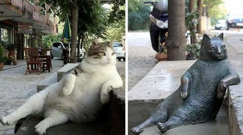 divination - catsbeaversandducks - Tombili - Istanbul cat and...