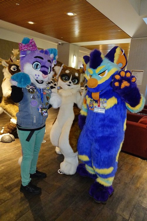 fursuitpursuits - RT @misswolfiee - Meulin, Mao, and Kyovo at...