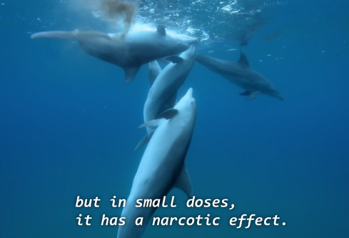 tripprophet - nyilams - did u kno dolphins puff puff passIf i...