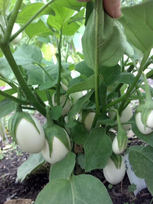 sixpenceee - This is why eggplants are called eggplants. (Source)