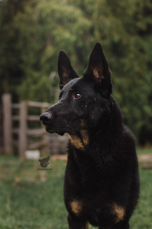 mygermanshepherd:Not sure if I posted this one or not, it was...
