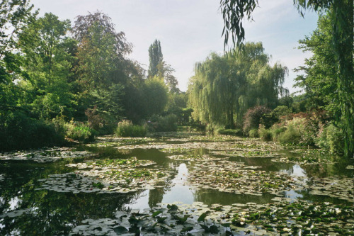 faetus - Monet’s garden