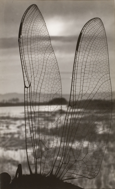 yby-photos:Эмили Годс. Мир сквозь крылья стрекозы. 1930-е гг.