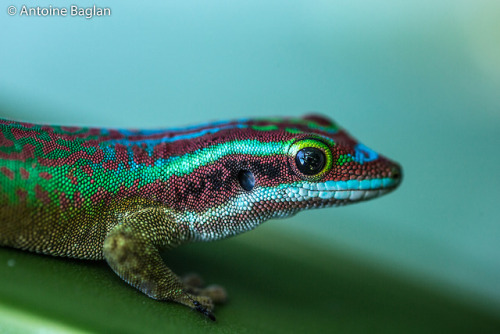 lovingexotics - Ornate Day Gecko Phelsuma inexpectata ...