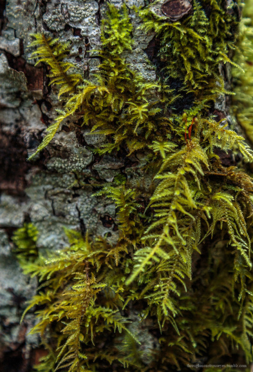 throughmonstrouseyes - Some moss, some bark.© Irene P., 2018....