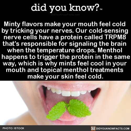minty-flavors-make-your-mouth-feel-cold-by