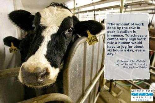 ditchdairy00 - The decision to replace dairy products which are...